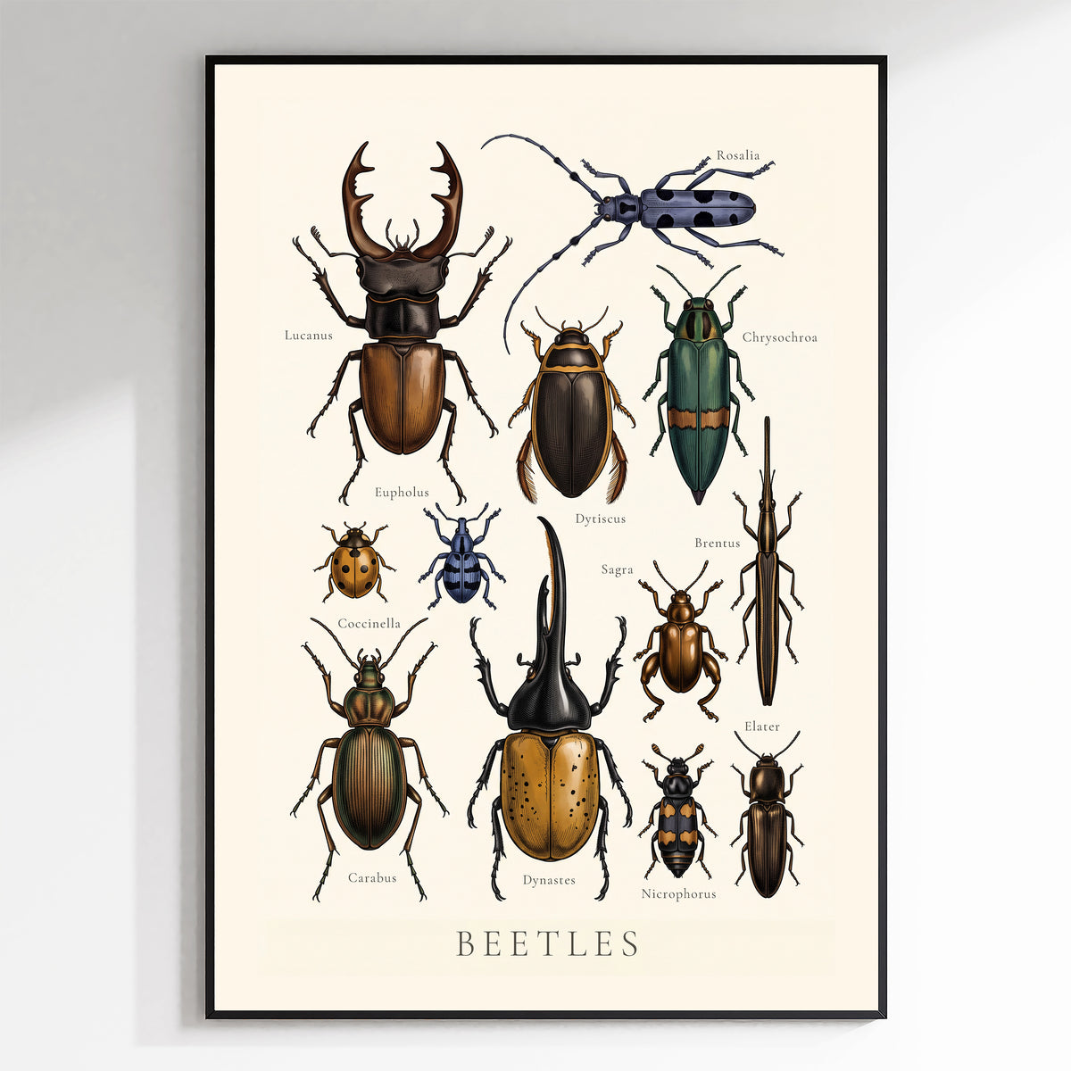 Beetles Chart antique natural history chart poster