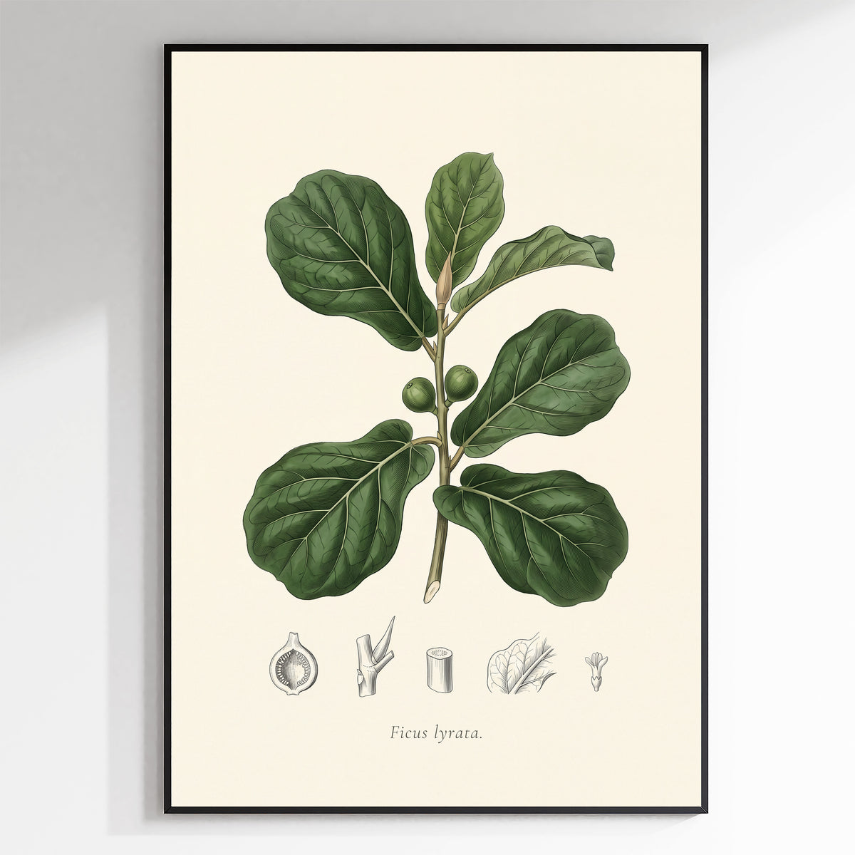 Fiddle Leaf Fig Botanical Plate - Ficus lyrata