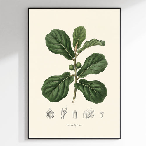 Fiddle Leaf Fig Botanical Plate - Ficus lyrata
