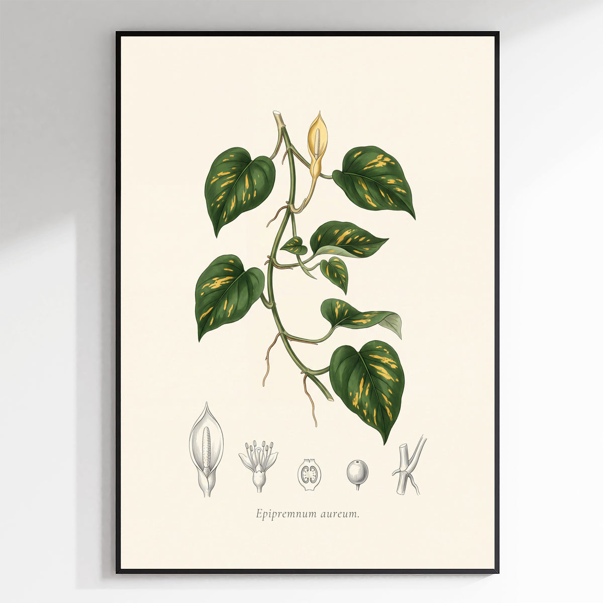 Pothos botanical plate, antique engraving style, Epipremnum aureum - framed view
