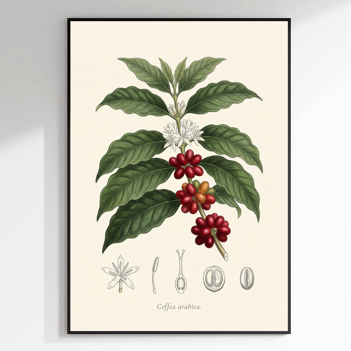 Coffea Arabica - Coffee Plant, Botanical Plate