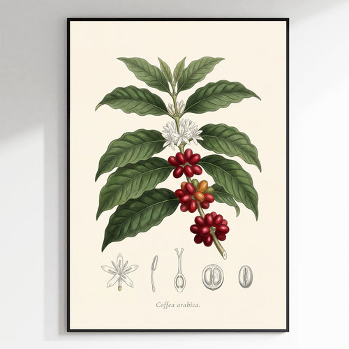 Coffea Arabica - Coffee Plant, Botanical Plate