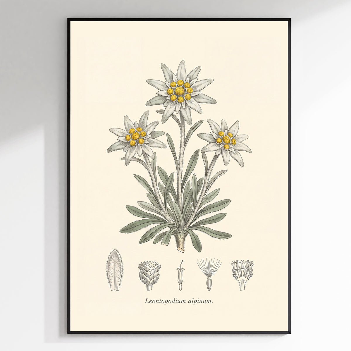 Edelweiss - Leontopodium Alpinum, Botanical Plate
