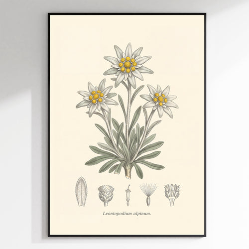 Edelweiss - Leontopodium Alpinum, Botanical Plate