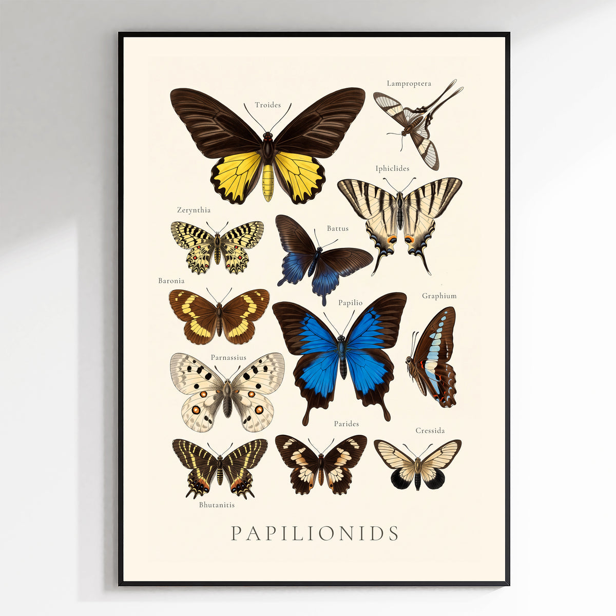 Papilionids — Butterfly Chart poster