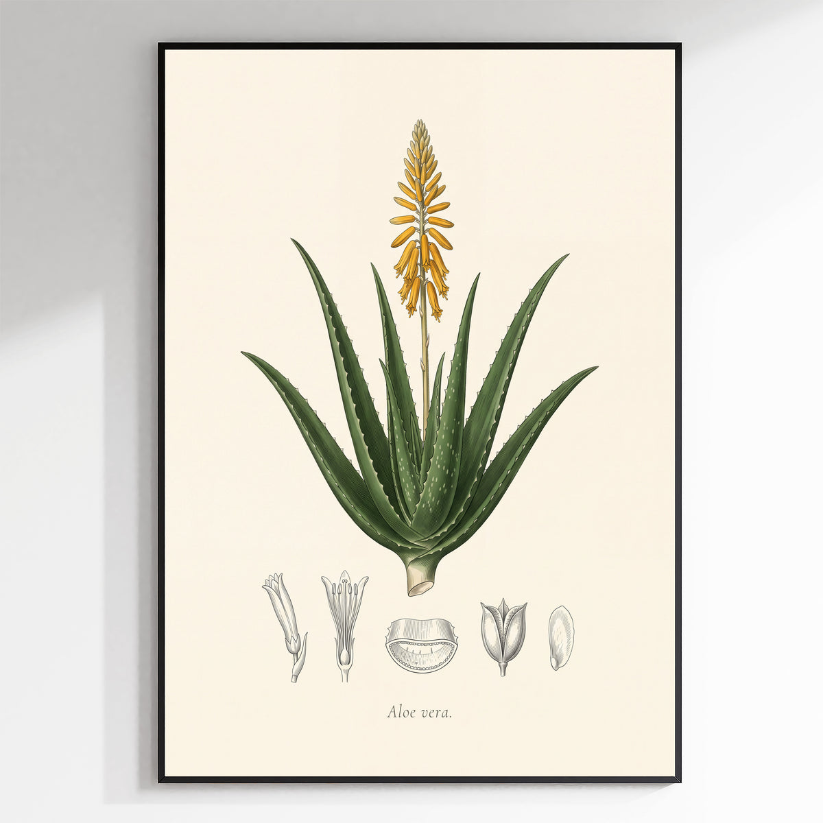 Aloe Vera Botanical Plate - Aloe vera