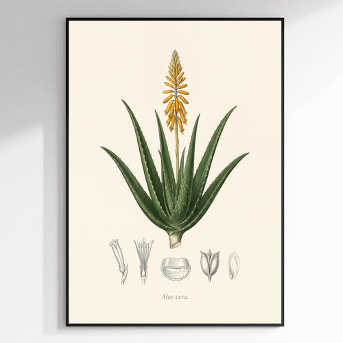 Aloe Vera Botanical Plate - Aloe vera