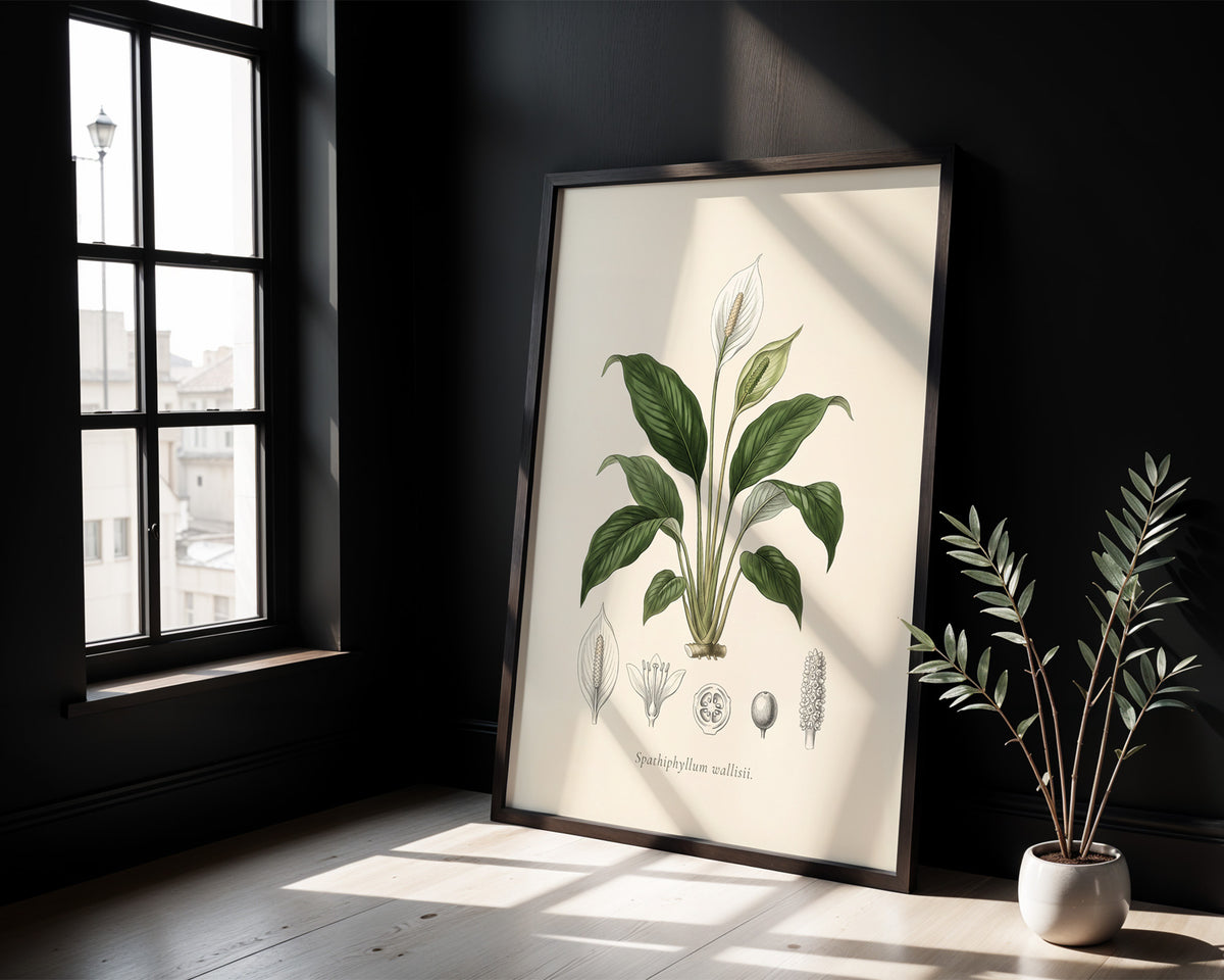 Peace lily botanical plate, antique engraving style, Spathiphyllum wallisii - framed view