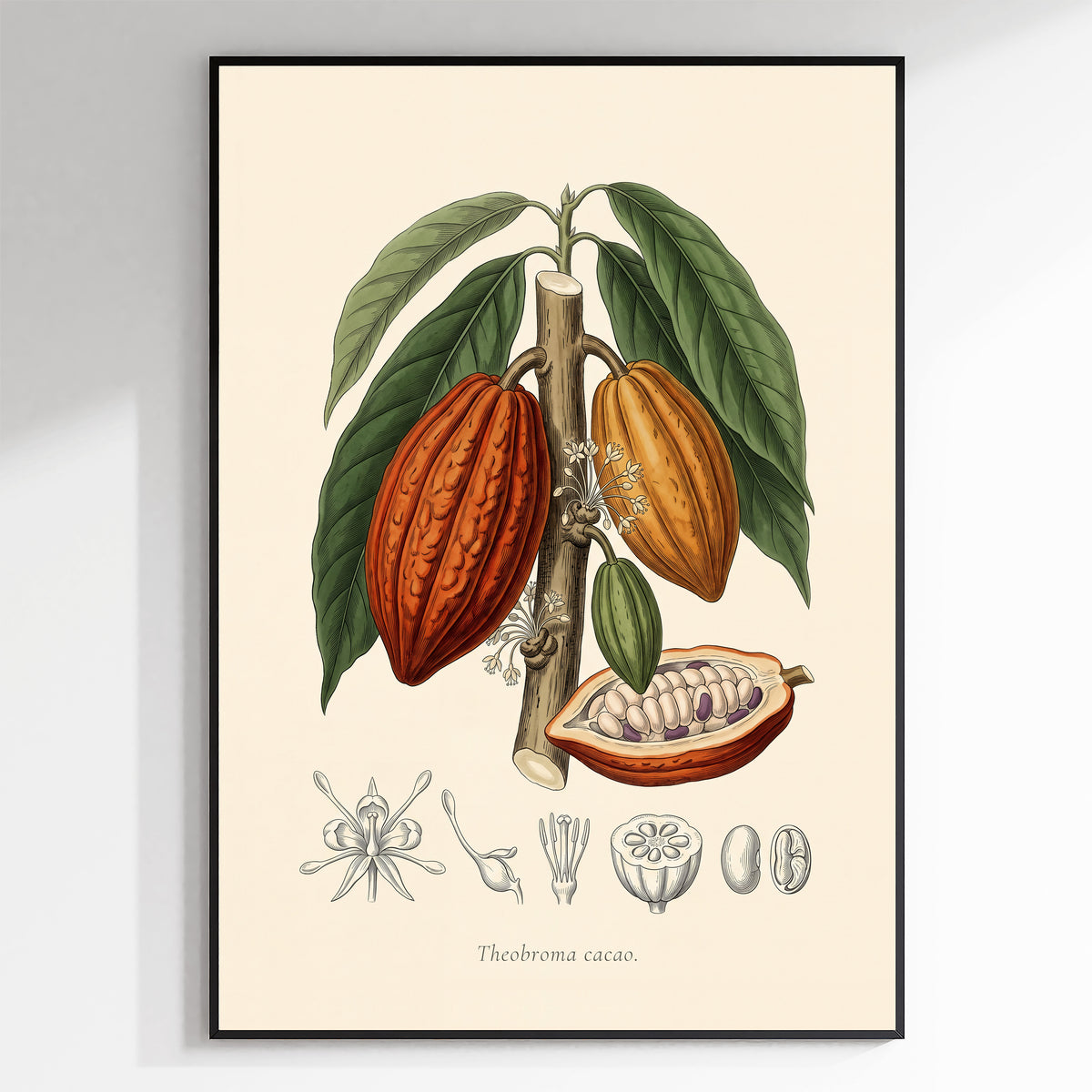 Theobroma Cacao - Cocoa Tree, Botanical Plate