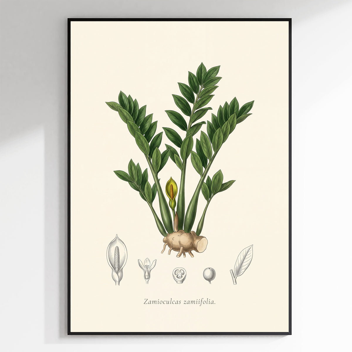 ZZ Plant Botanical Plate - Zamioculcas zamiifolia