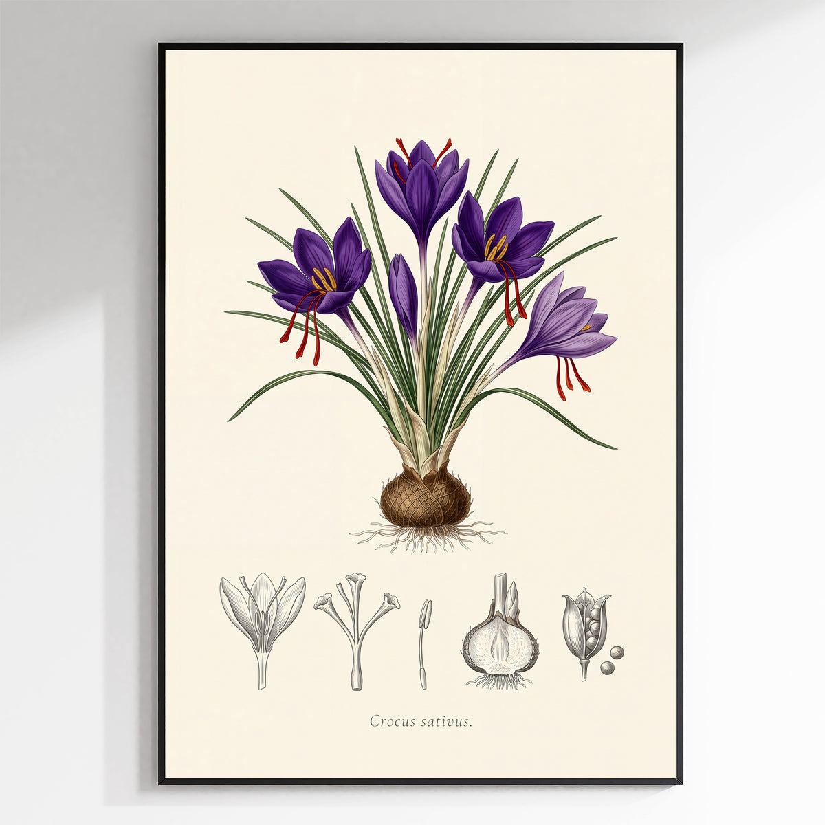 Crocus Sativus - Saffron Crocus, Botanical Plate