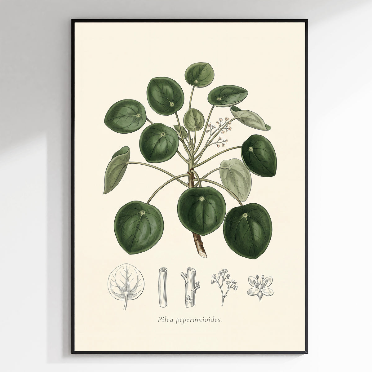 Chinese Money Plant Botanical Plate - Pilea peperomioides