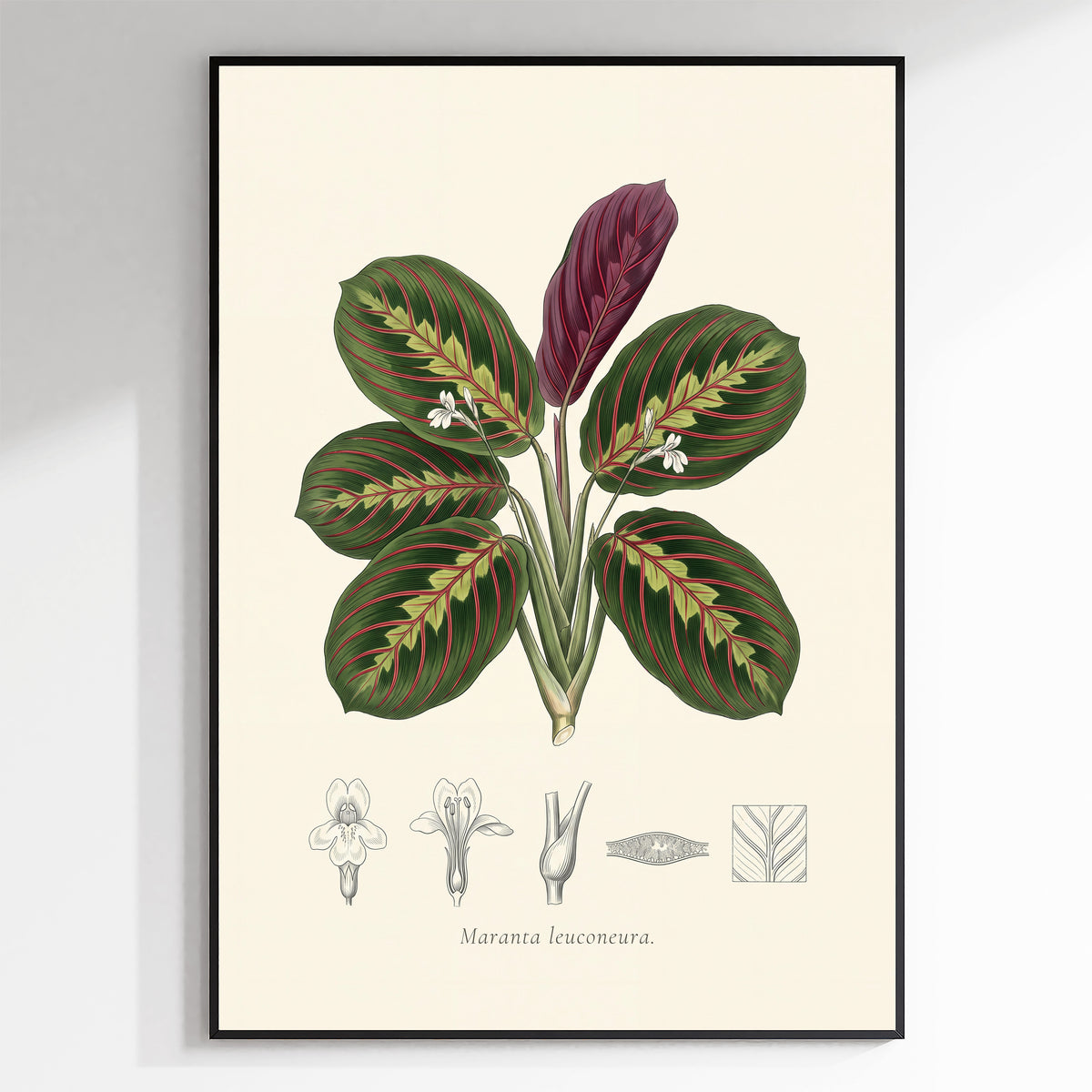 Prayer Plant Botanical Plate - Maranta leuconeura