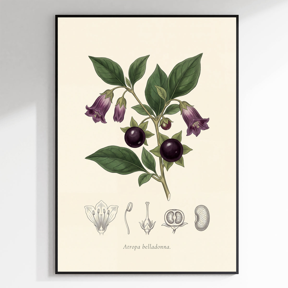 Atropa Belladonna - Deadly Nightshade, Botanical Plate