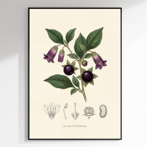 Atropa Belladonna - Deadly Nightshade, Botanical Plate