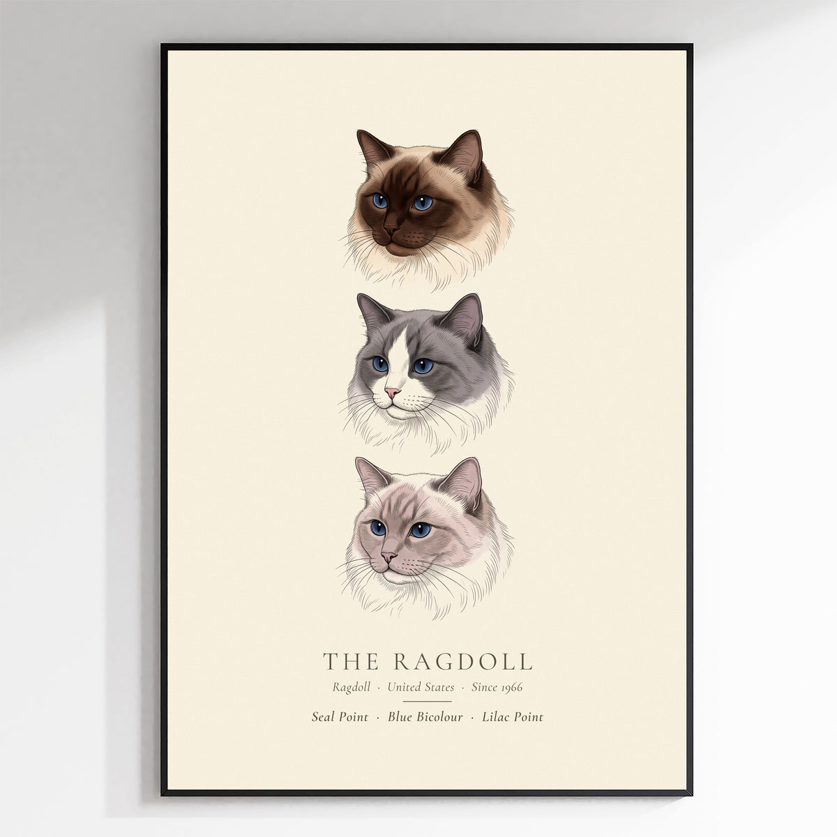 Ragdoll Three Colours Plate - The Kennel Book