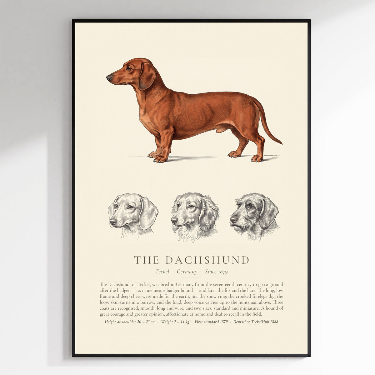 Smooth-haired Dachshund Plate - The Kennel Book