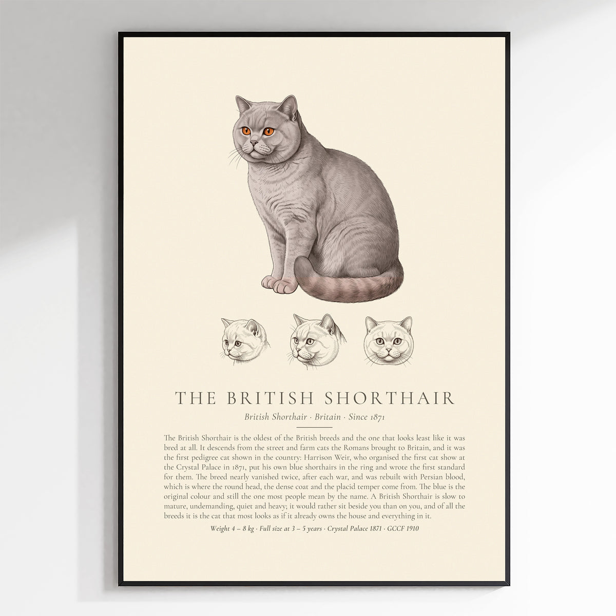 Lilac British Shorthair Plate - The Kennel Book