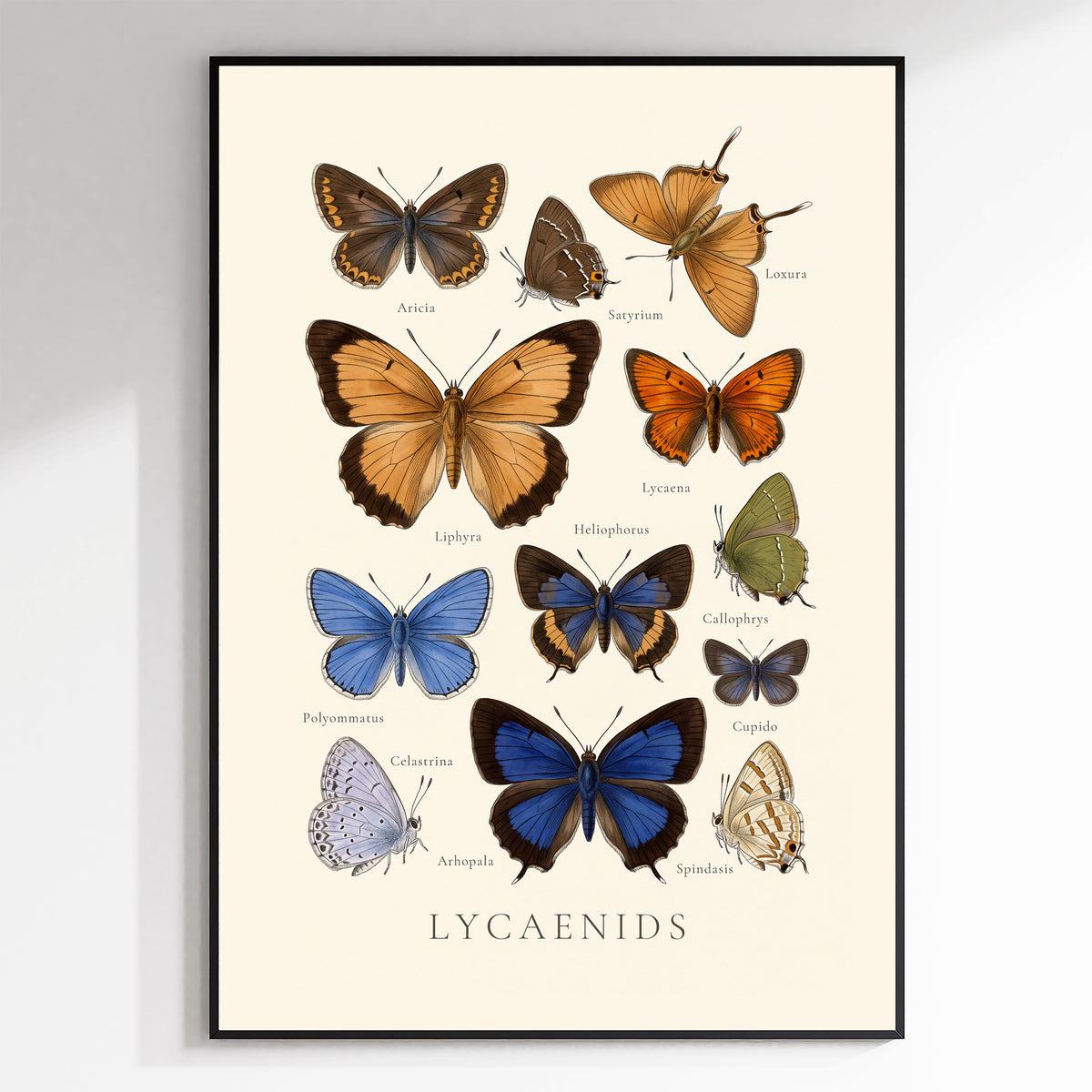 Lycaenidae — Butterfly Chart poster