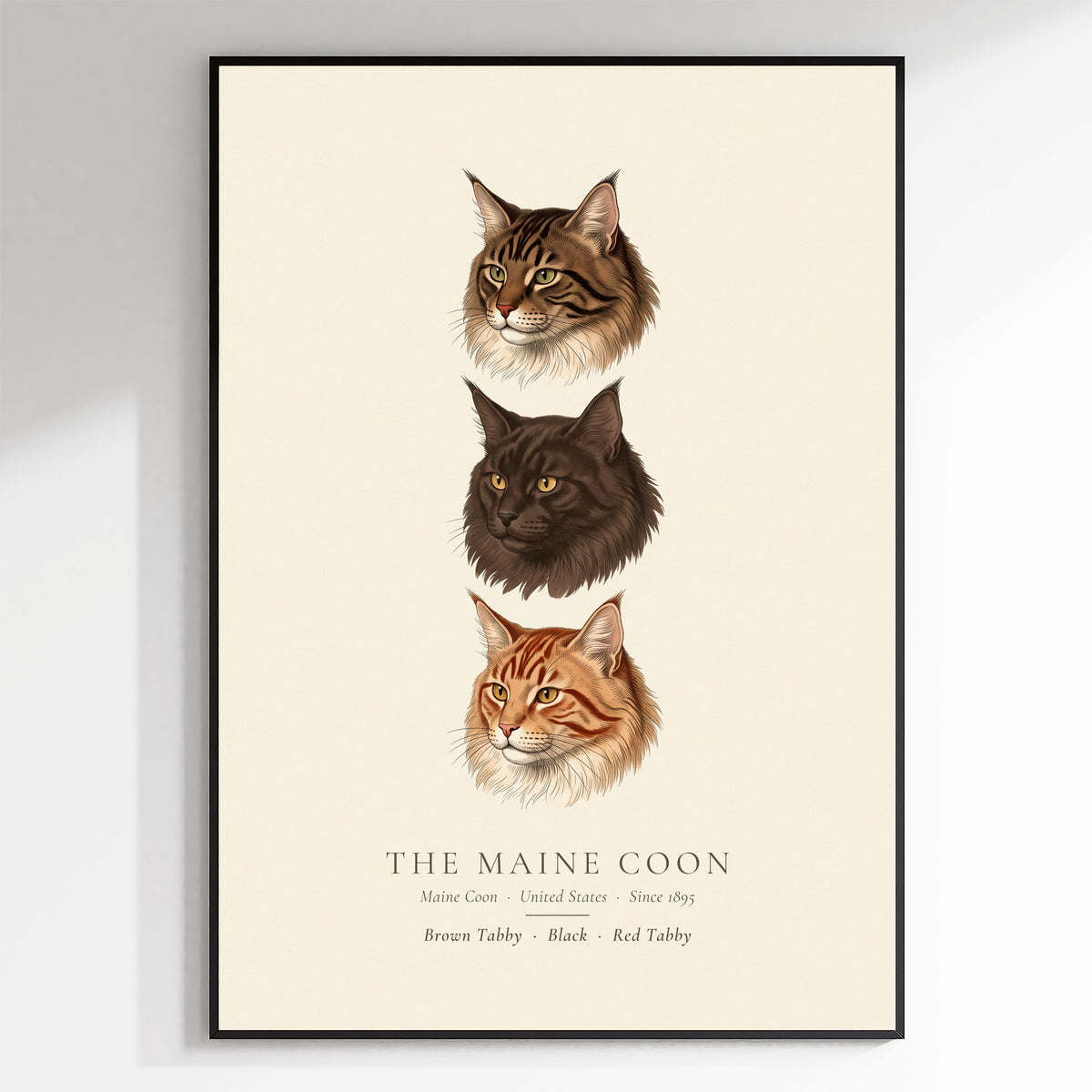 Maine Coon Three Colours Plate - The Kennel Book