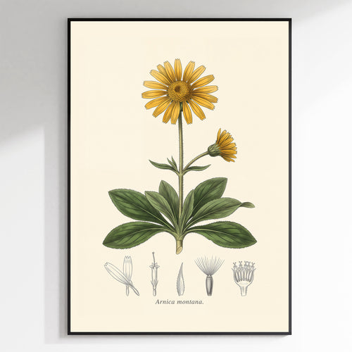 Arnica Montana - Mountain Arnica, Botanical Plate