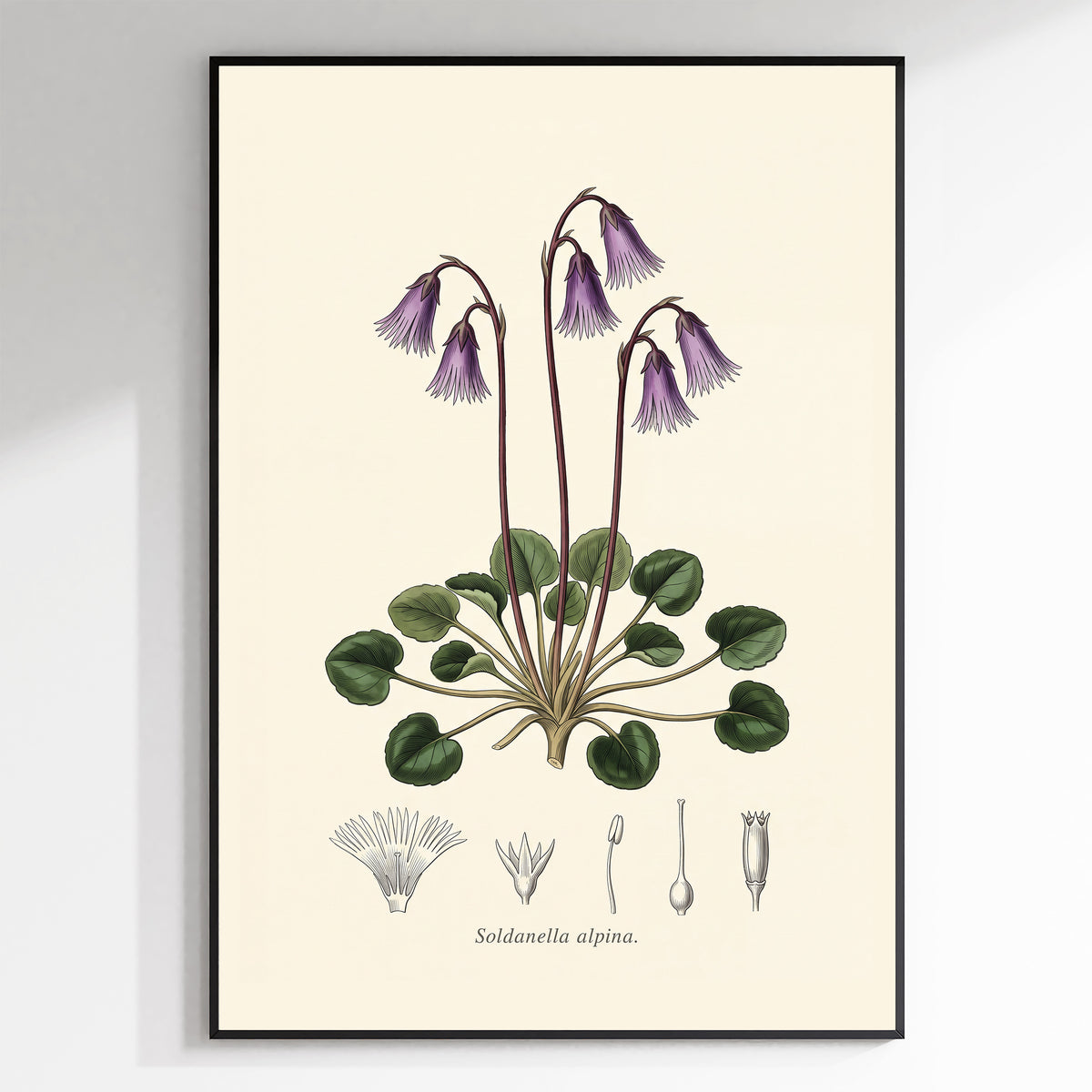 Soldanella Alpina - Alpine Snowbell, Botanical Plate