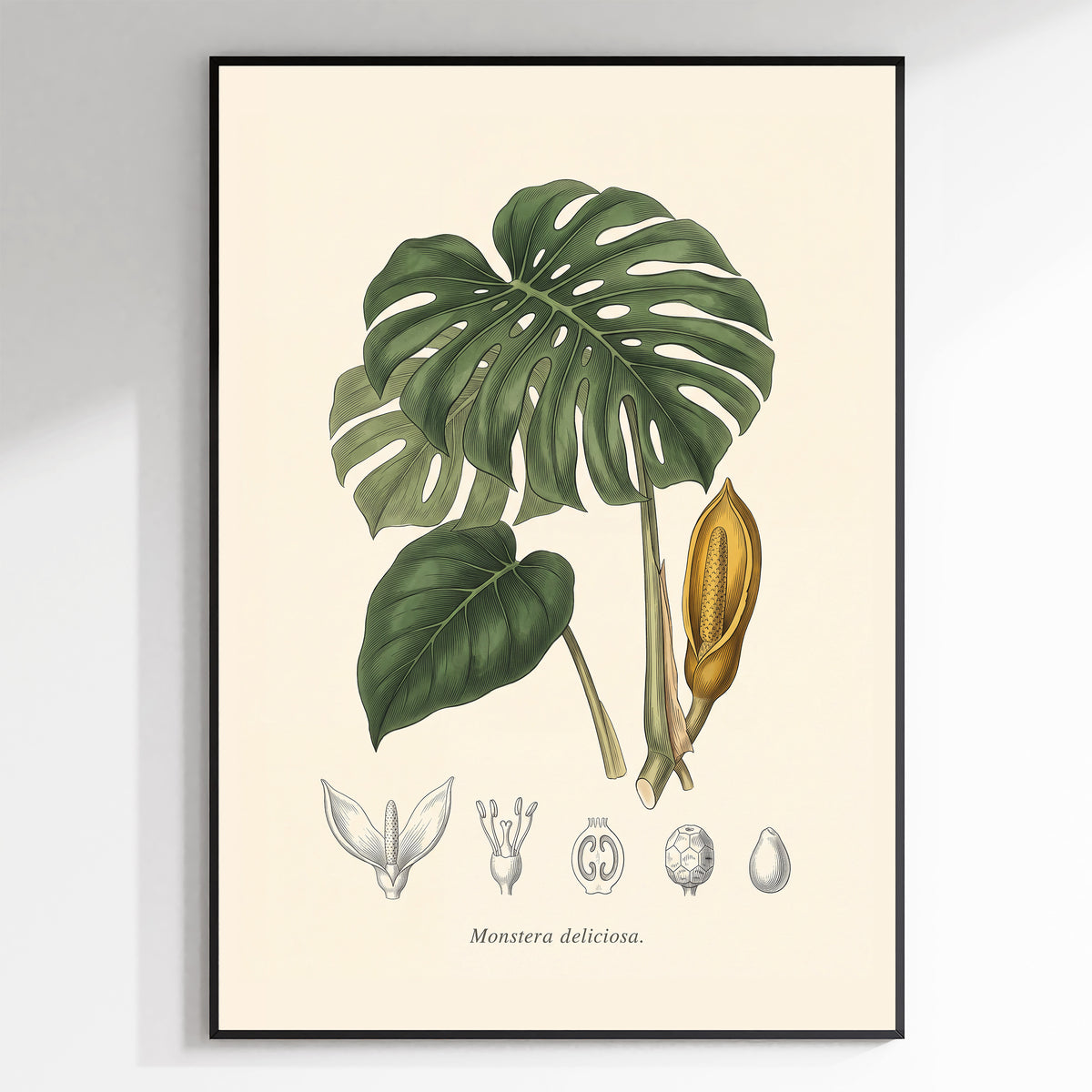 Monstera Deliciosa - Antique Botanical Plate