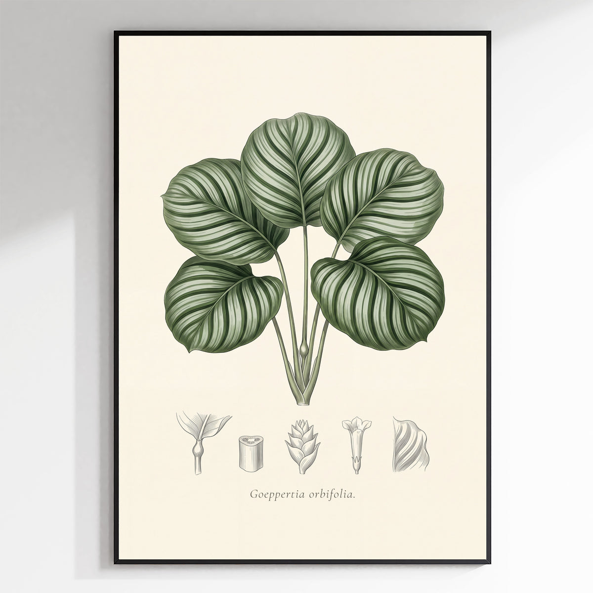 Calathea Orbifolia Botanical Plate - Goeppertia orbifolia