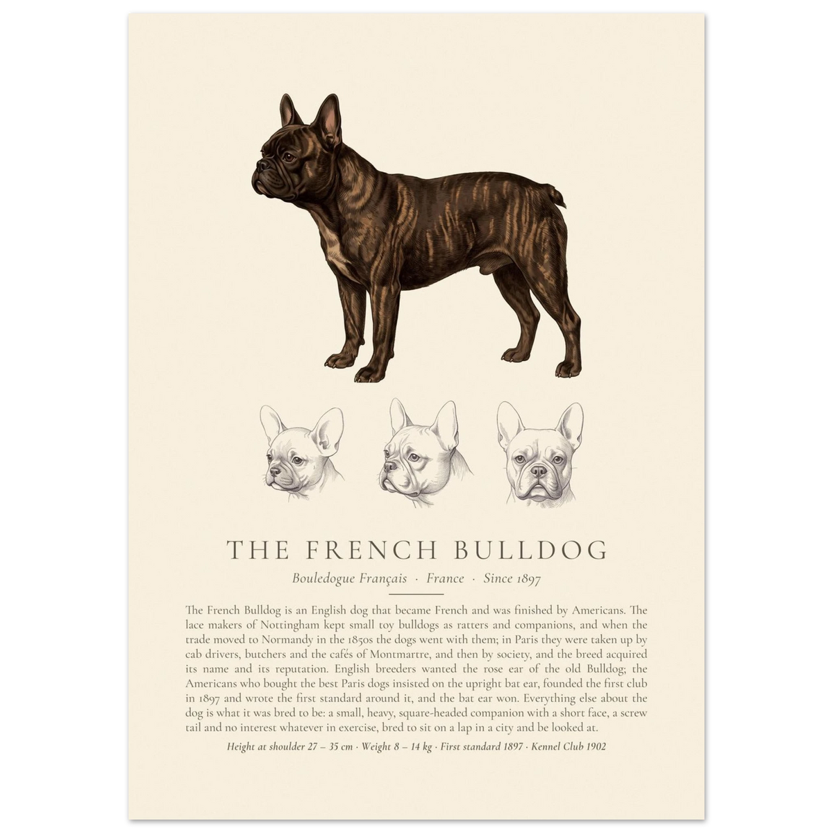 Brindle French Bulldog breed plate with three ink head studies, The Kennel Book