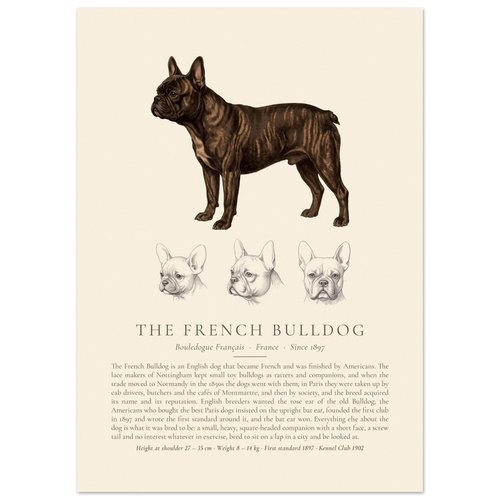 Brindle French Bulldog breed plate with three ink head studies, The Kennel Book
