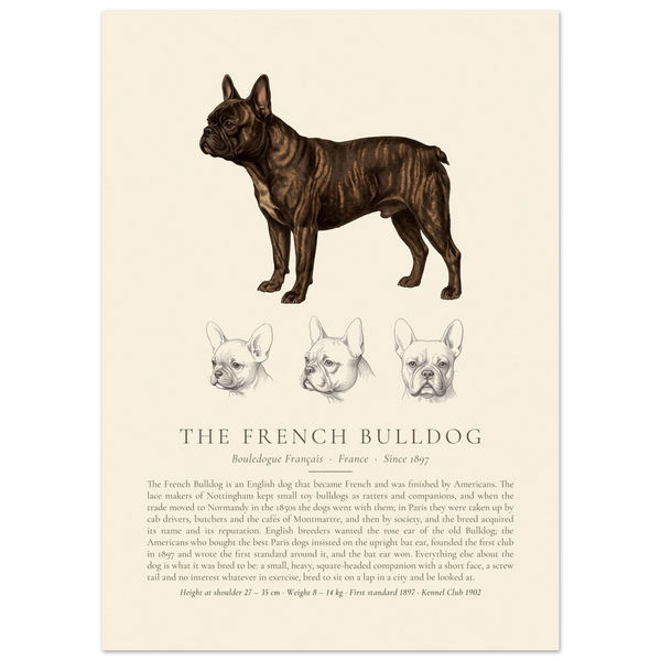 Brindle French Bulldog breed plate with three ink head studies, The Kennel Book