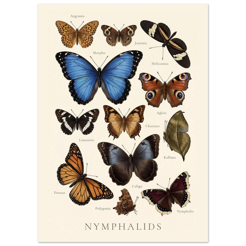 Nymphalidae — Butterfly Chart poster