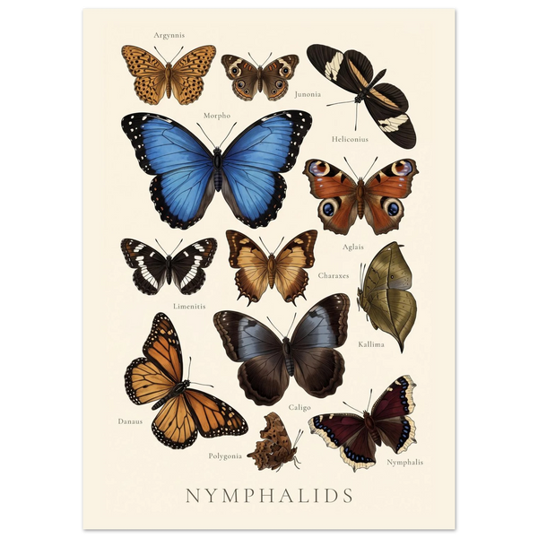 Nymphalidae — Butterfly Chart poster