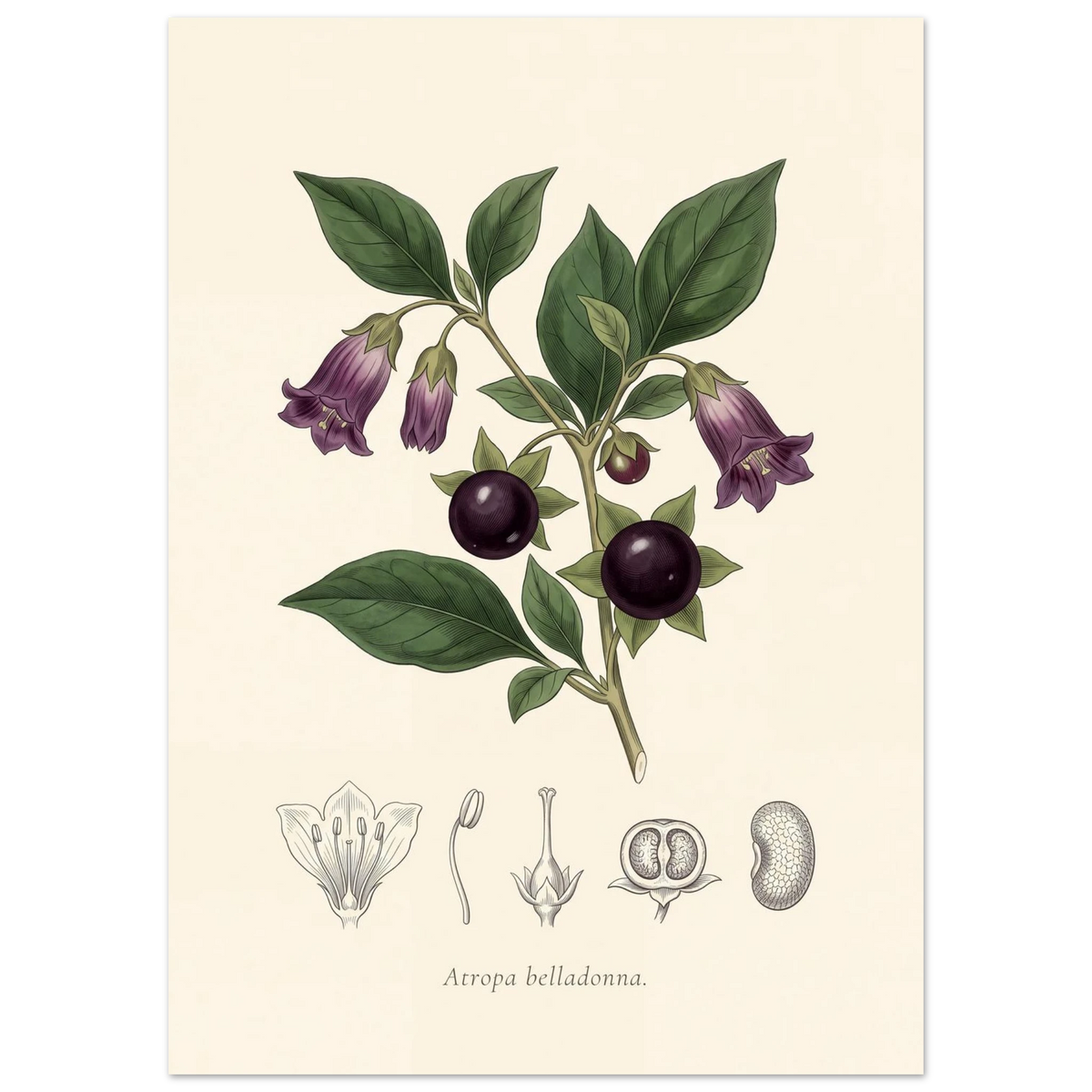 Atropa Belladonna deadly nightshade antique botanical plate poster