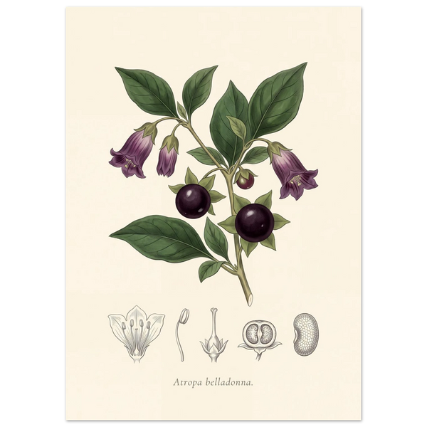 Atropa Belladonna deadly nightshade antique botanical plate poster