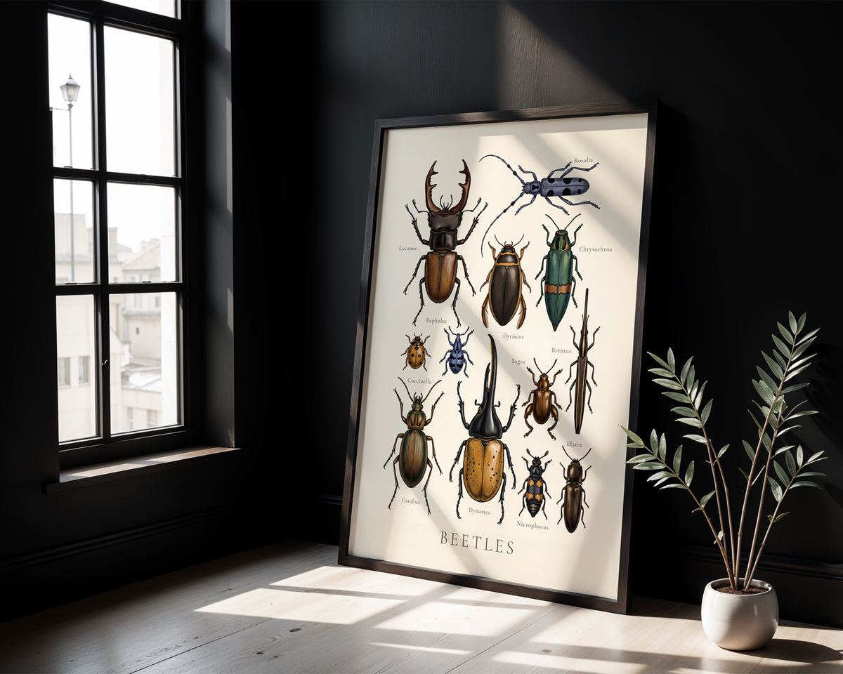 Beetles Chart antique natural history chart poster