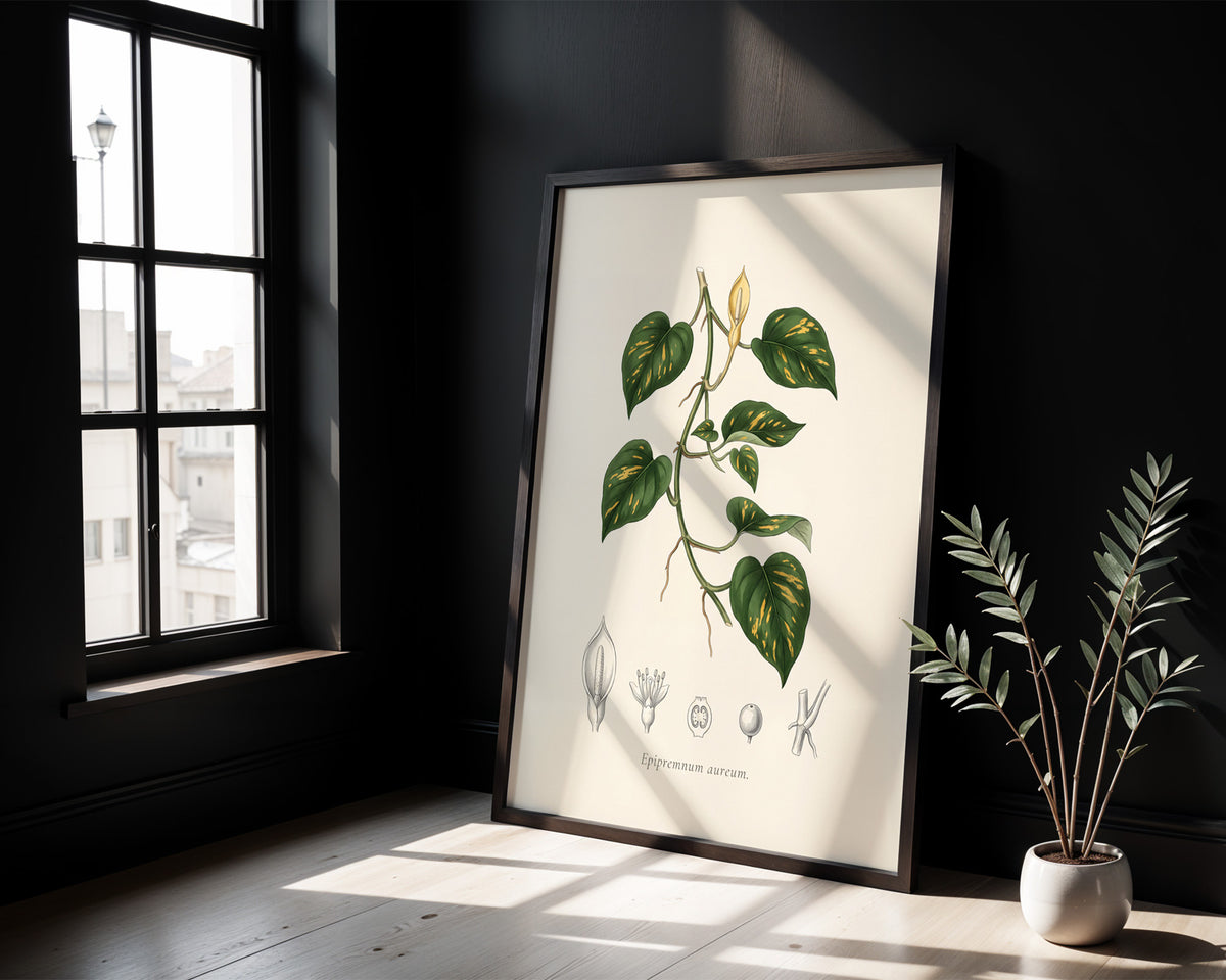 Pothos botanical plate, antique engraving style, Epipremnum aureum - detail