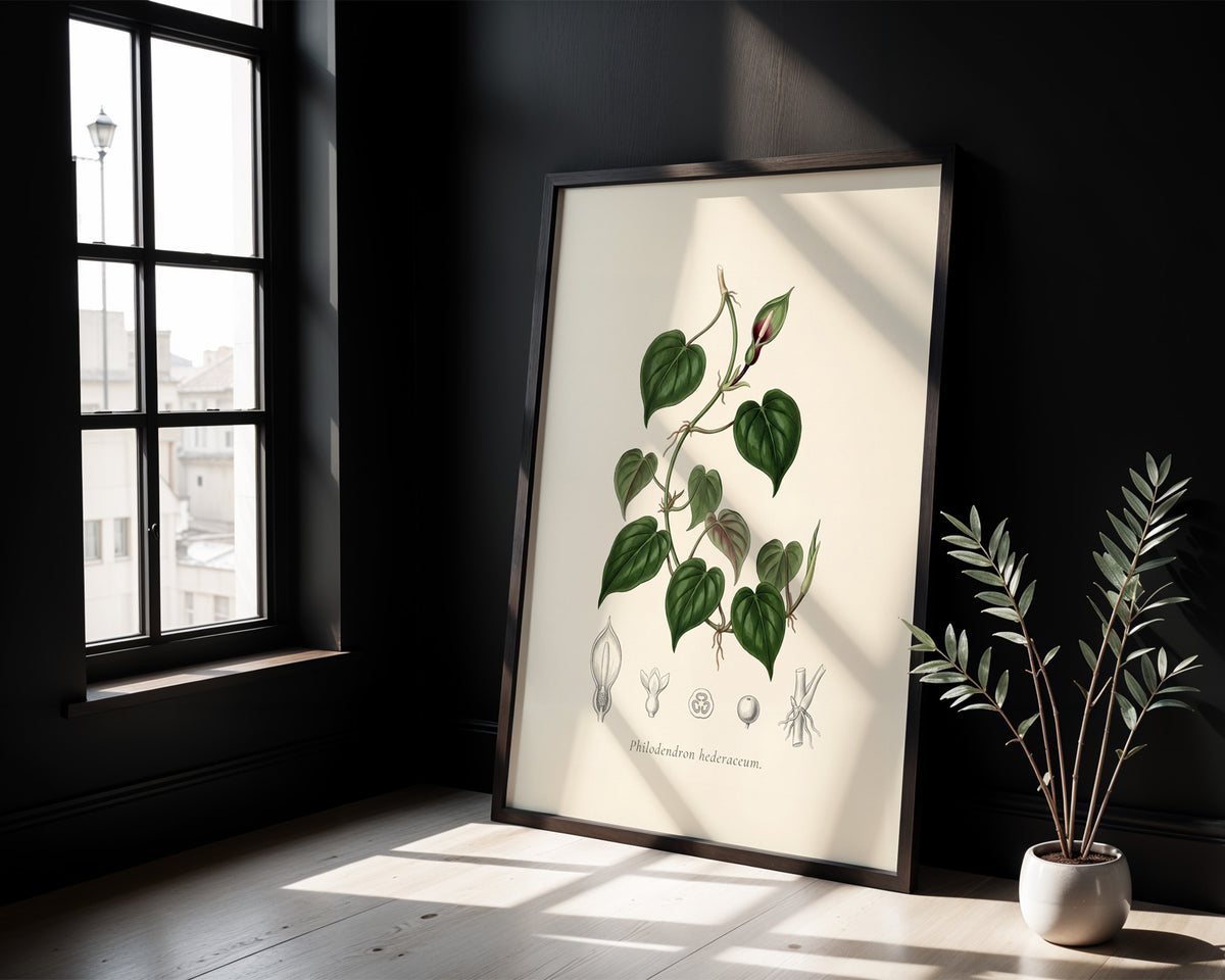 Heartleaf philodendron botanical plate, antique engraving style, Philodendron hederaceum - detail