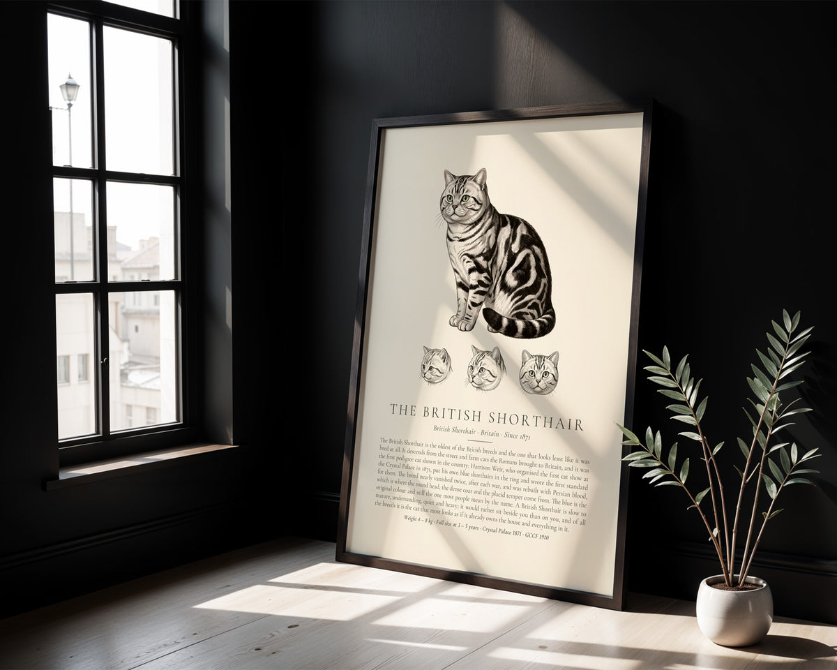 Silver Tabby British Shorthair Plate - The Kennel Book