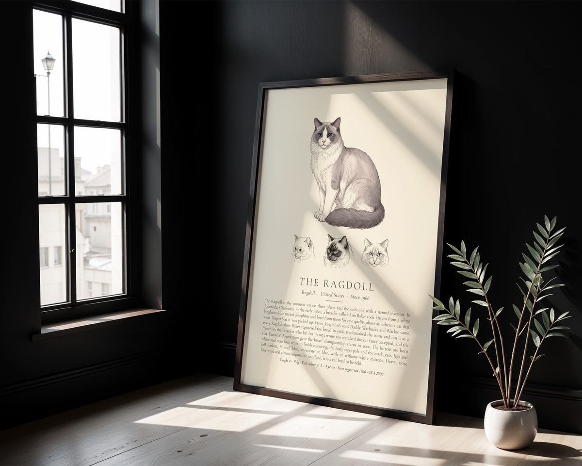 Blue Bicolour Ragdoll Plate - The Kennel Book