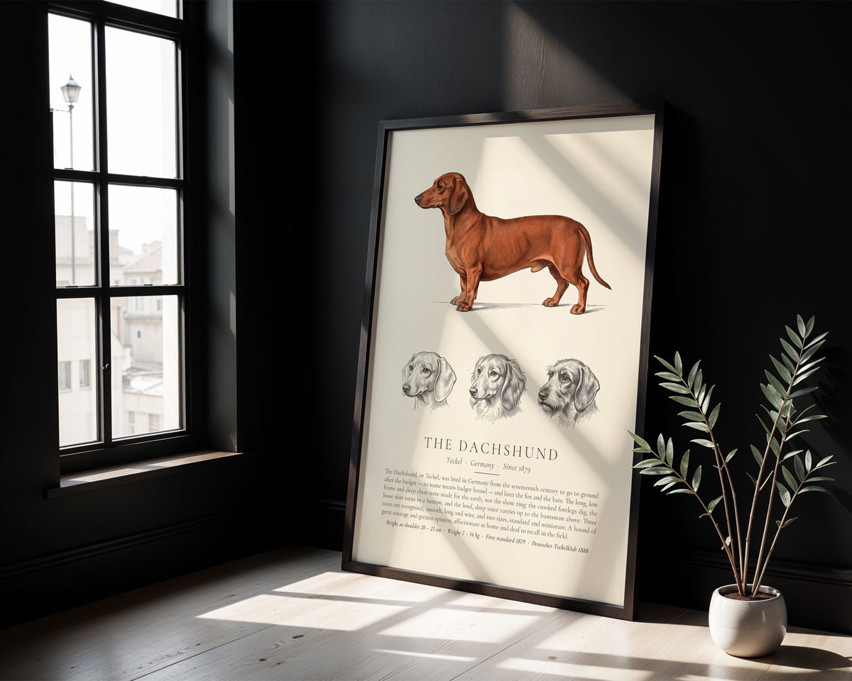 Smooth-haired Dachshund Plate - The Kennel Book