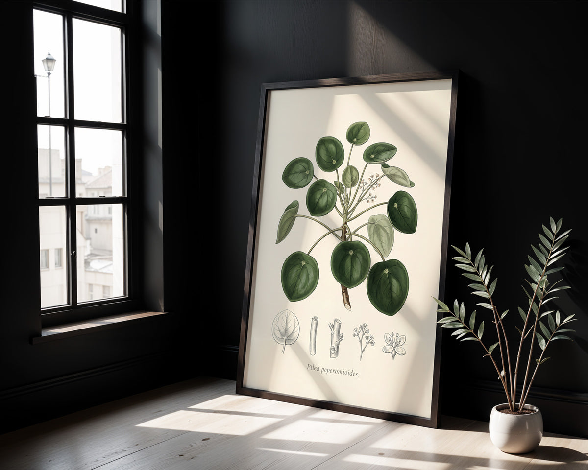 Chinese Money Plant Botanical Plate - Pilea peperomioides
