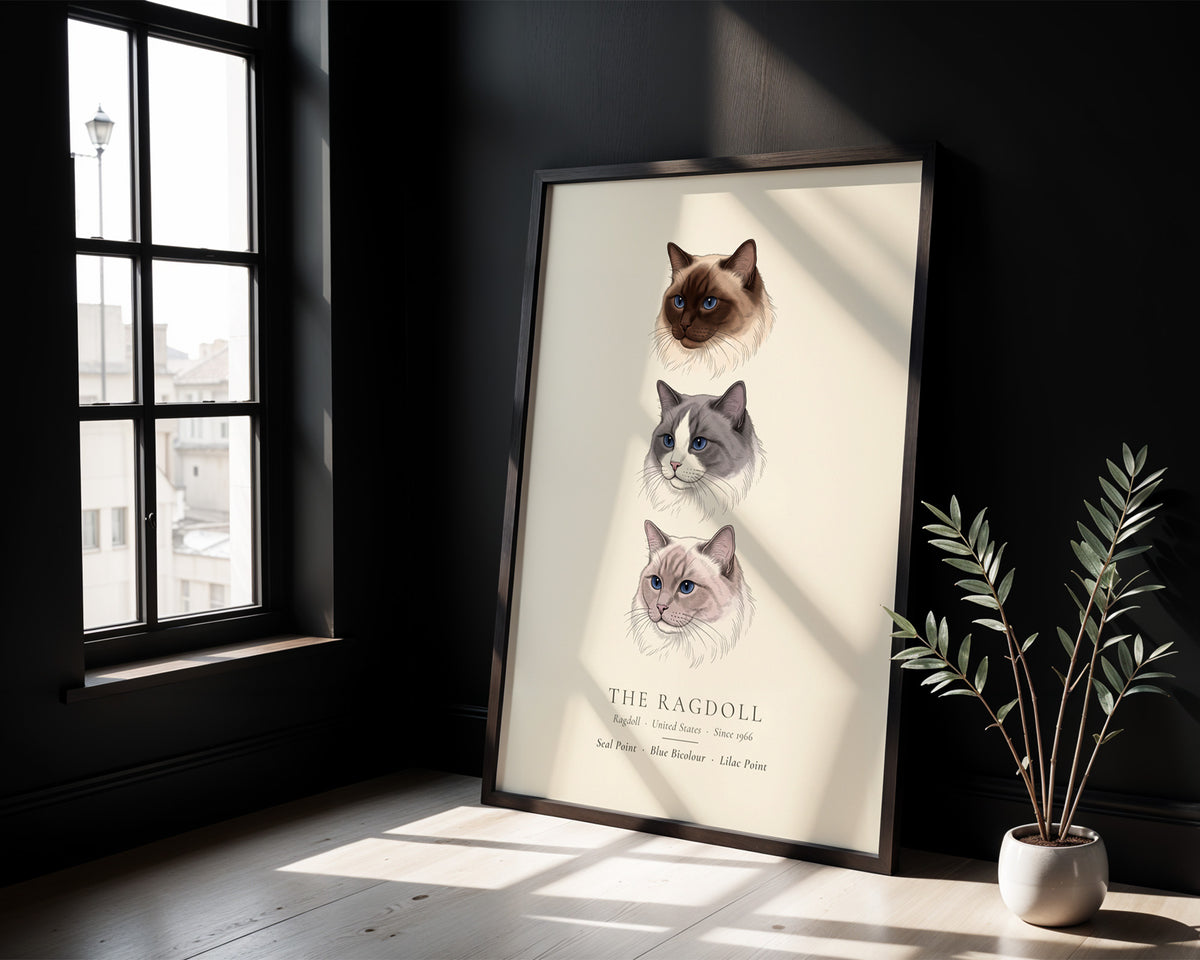 Ragdoll Three Colours Plate - The Kennel Book