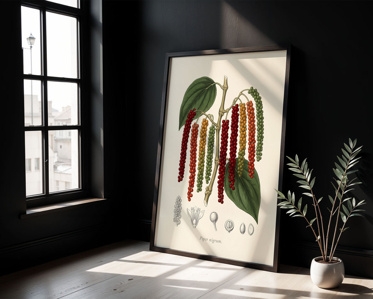 Piper Nigrum - Black Pepper, Botanical Plate