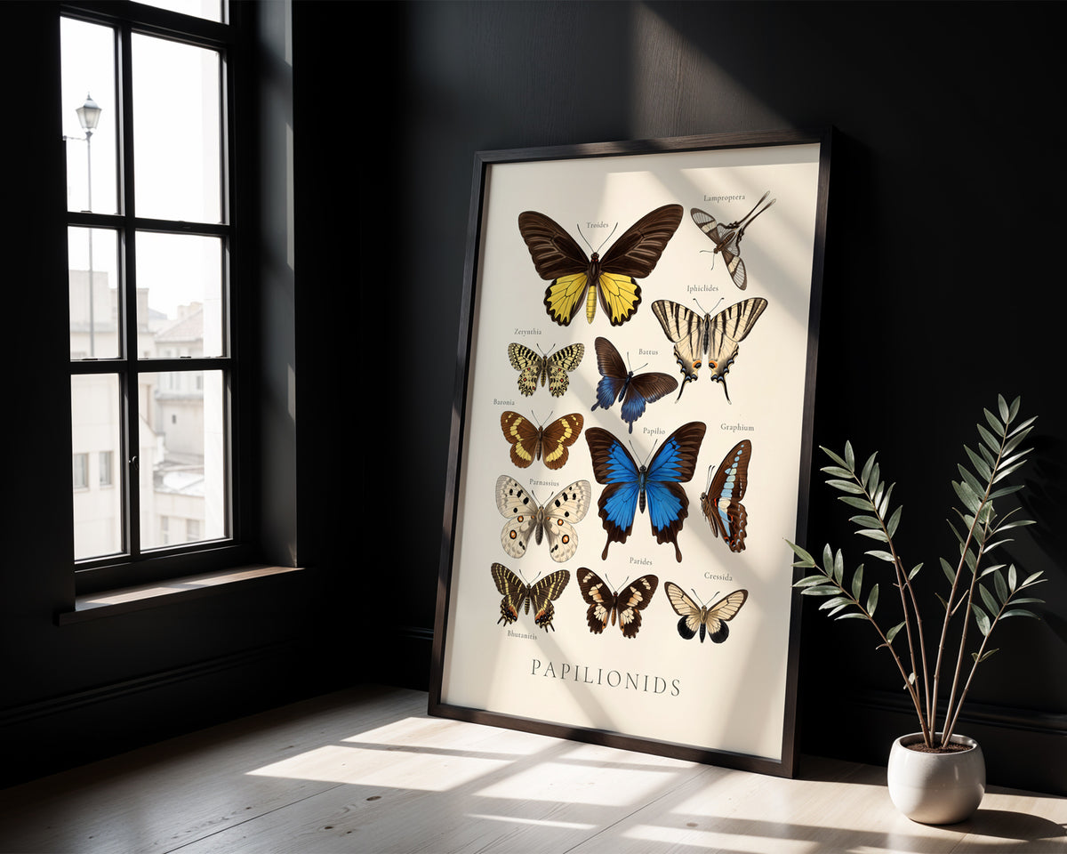Papilionids — Butterfly Chart poster