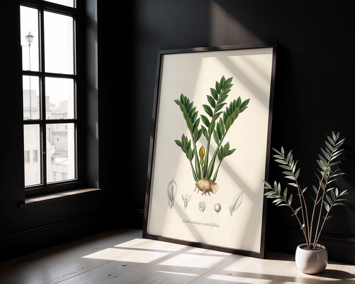 ZZ Plant Botanical Plate - Zamioculcas zamiifolia