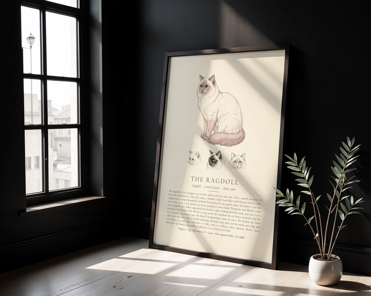 Lilac Point Ragdoll Plate - The Kennel Book