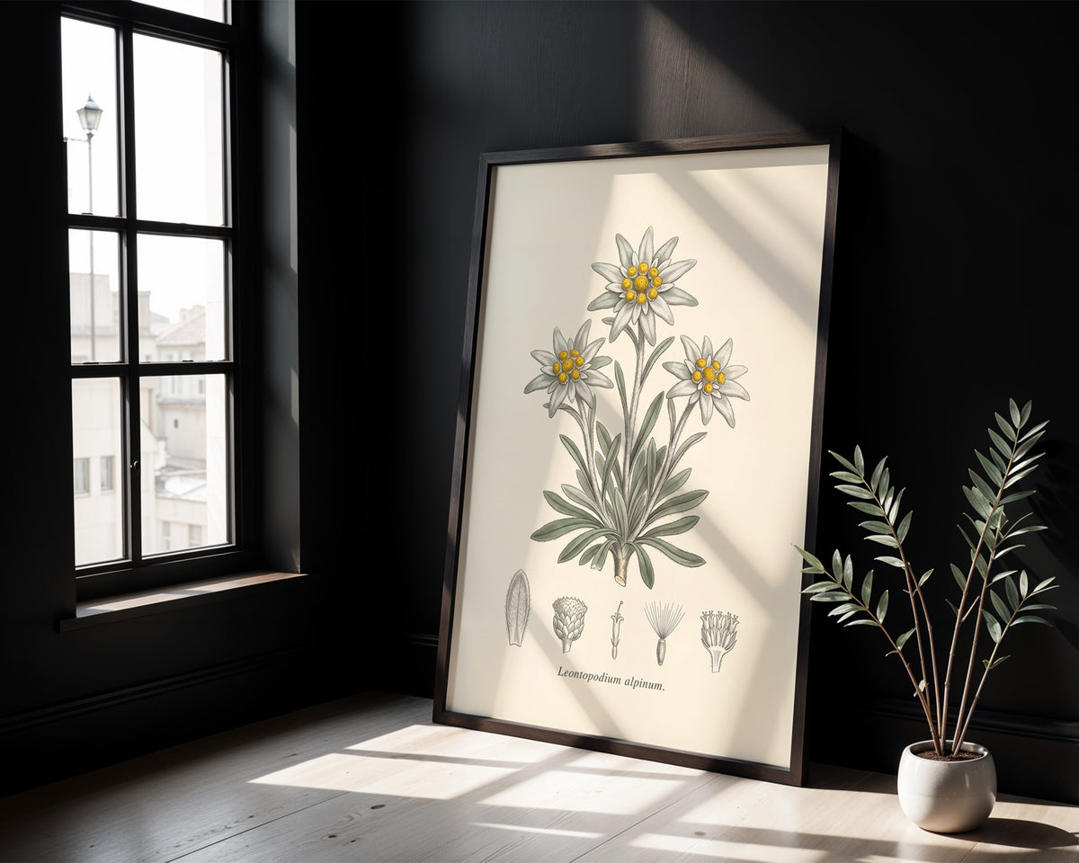 Edelweiss - Leontopodium Alpinum, Botanical Plate