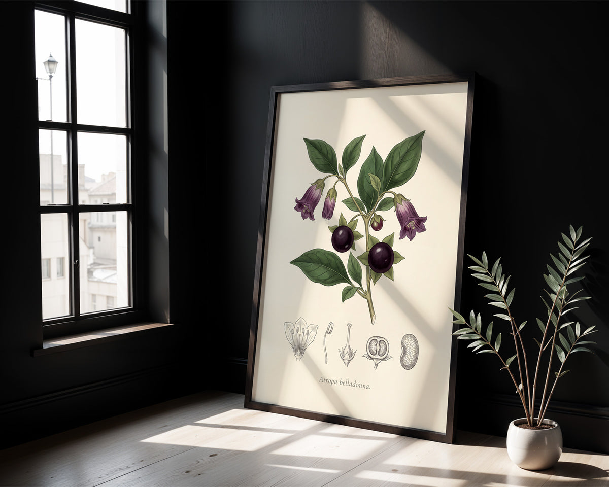 Atropa Belladonna - Deadly Nightshade, Botanical Plate
