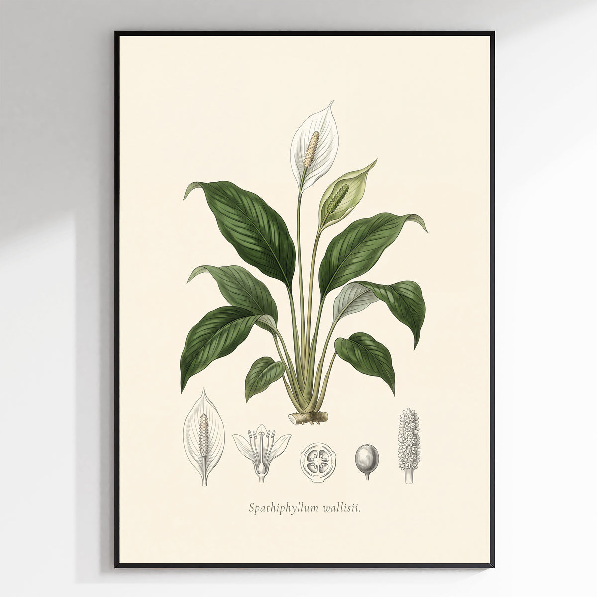 Peace lily botanical plate, antique engraving style, Spathiphyllum wallisii - detail